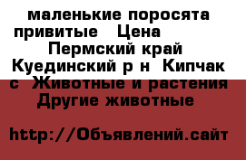 маленькие поросята привитые › Цена ­ 4 000 - Пермский край, Куединский р-н, Кипчак с. Животные и растения » Другие животные   